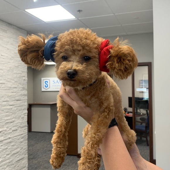 MIKGROS POSH SHOWS - Picture 8 of 11